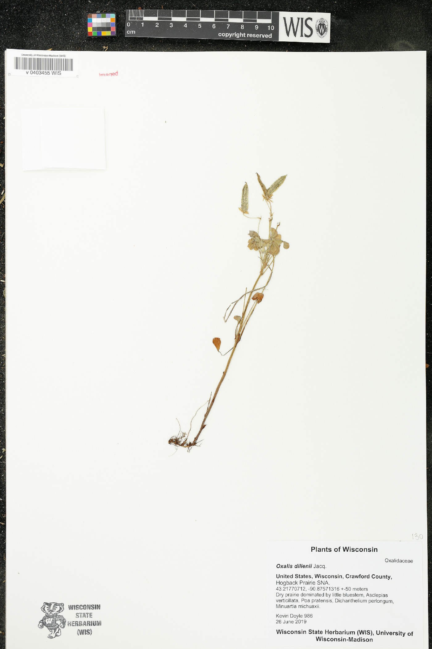 Oxalis dillenii image
