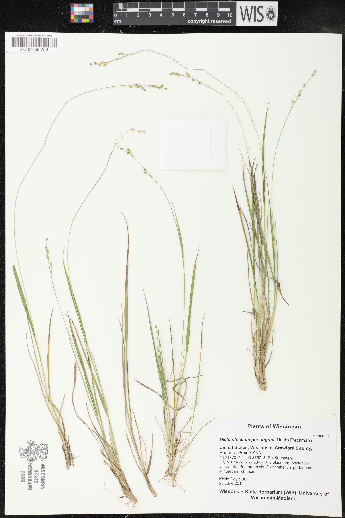 Dichanthelium perlongum image