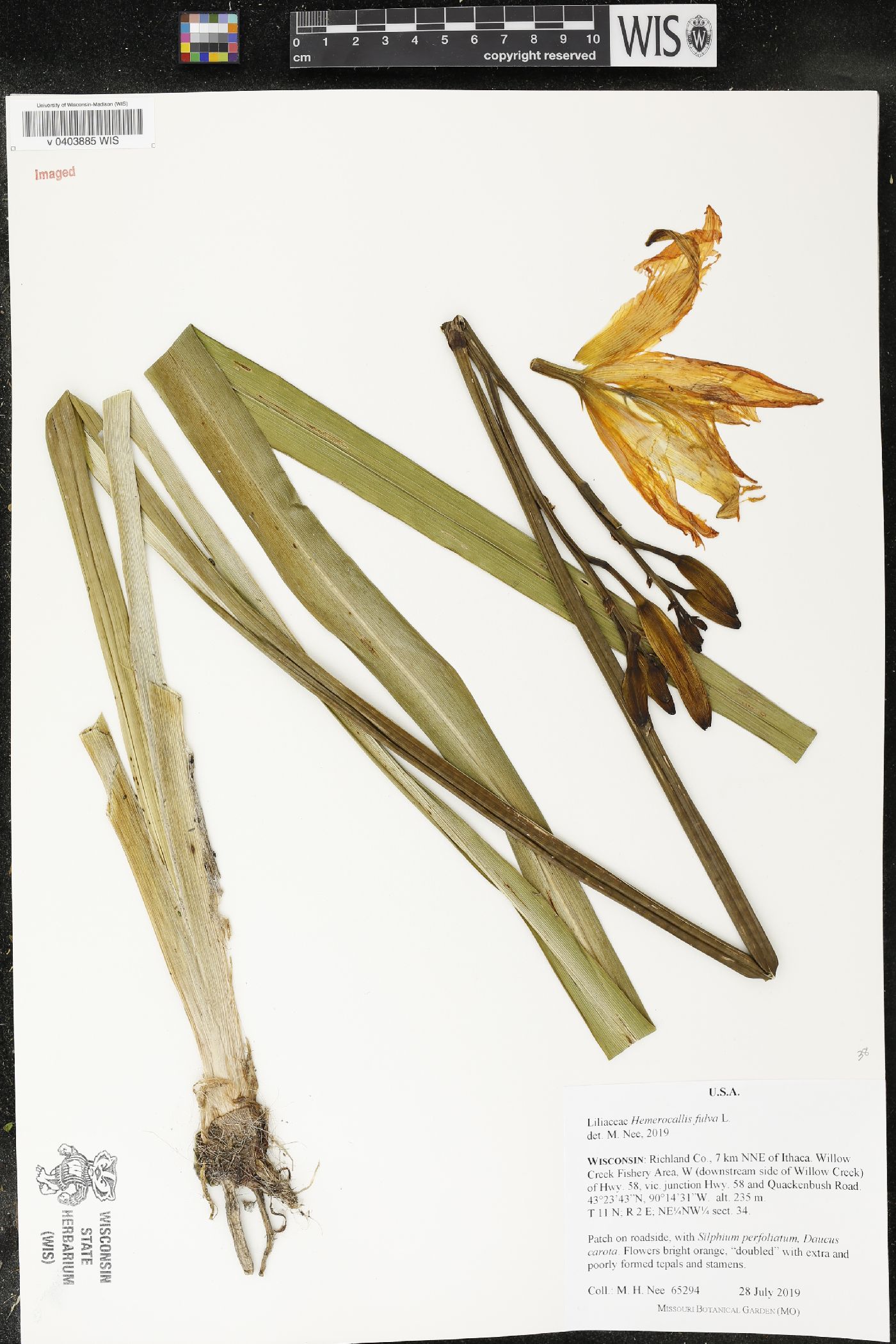 Hemerocallis fulva image