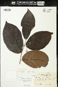 Image of Dichapetalum froesii