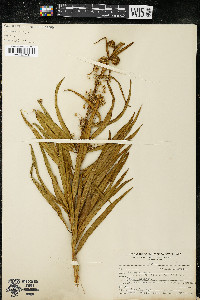 Asclepias longifolia image