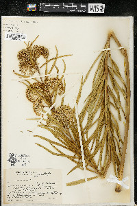 Asclepias longifolia image