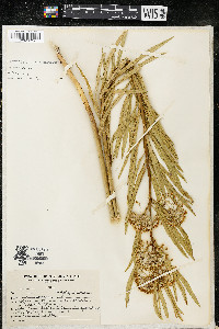 Asclepias longifolia image