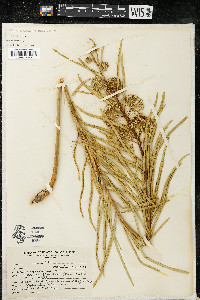 Asclepias longifolia image