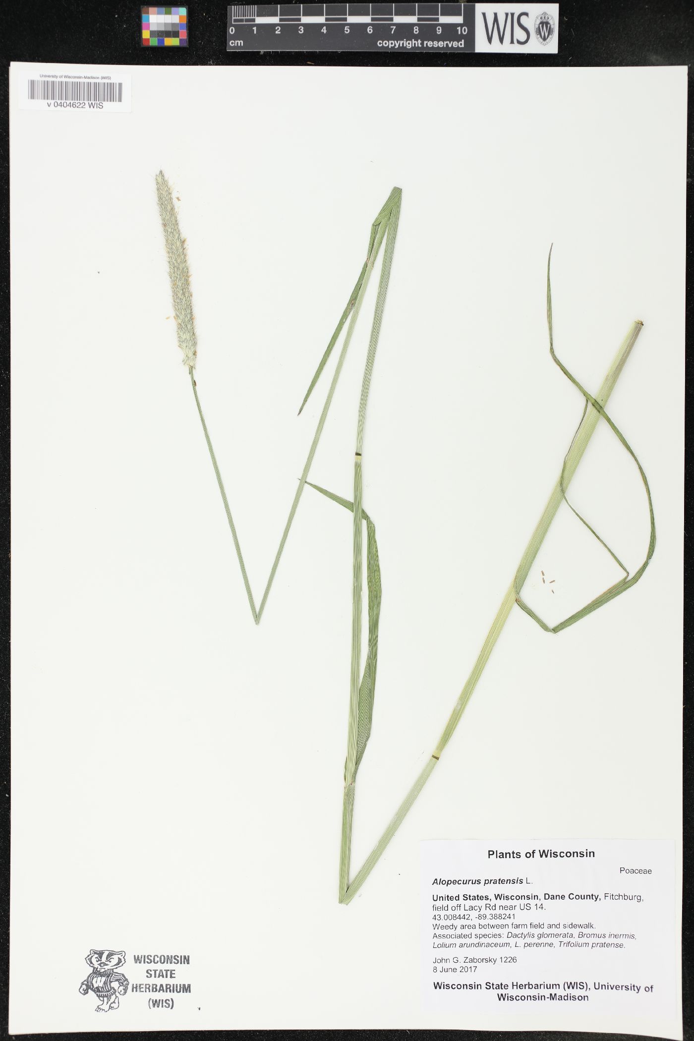 Alopecurus pratensis image