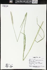 Alopecurus pratensis image