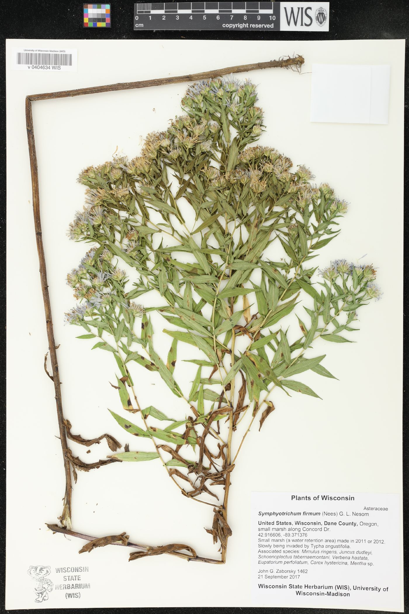 Symphyotrichum firmum image
