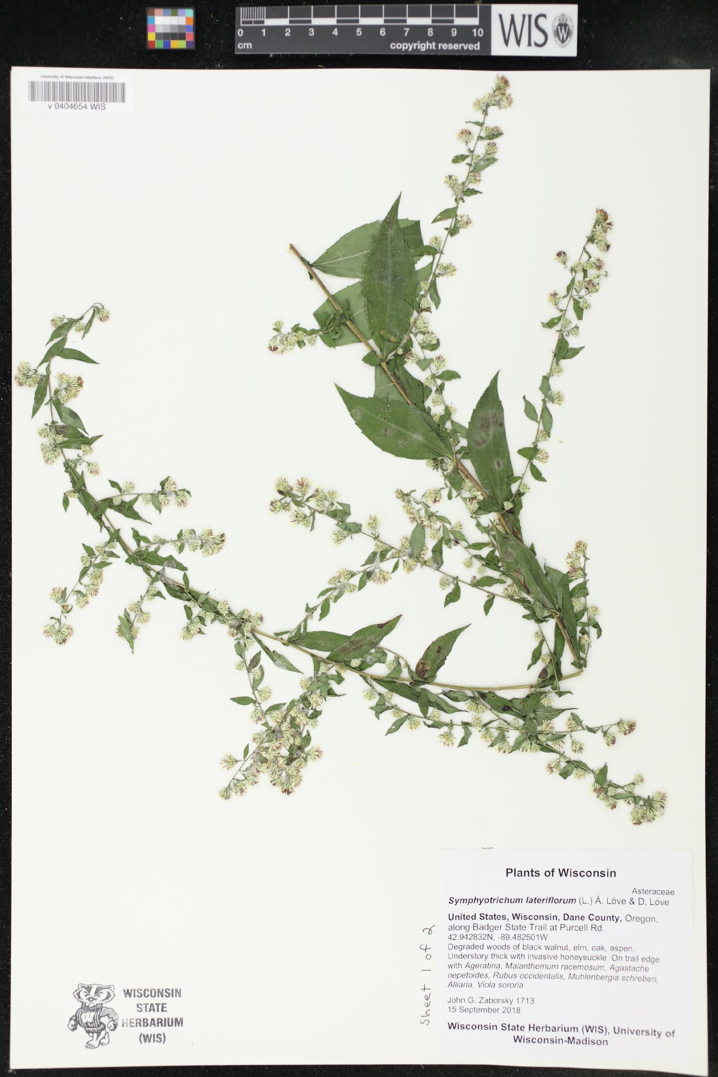 Symphyotrichum lateriflorum image