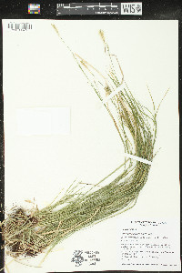 Carex assiniboinensis image