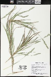 Muhlenbergia racemosa image