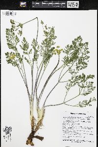 Lomatium foeniculaceum image