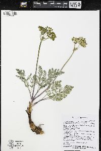 Lomatium foeniculaceum image