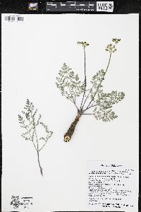 Lomatium foeniculaceum image