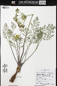 Lomatium foeniculaceum image