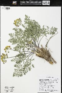 Lomatium foeniculaceum image