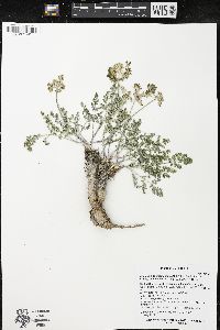 Lomatium foeniculaceum image