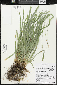 Carex hirtifolia image