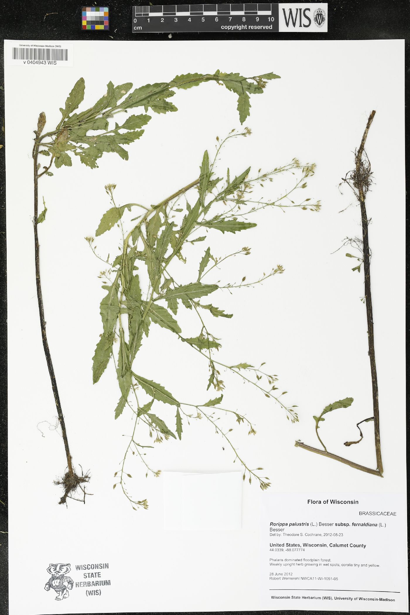 Rorippa palustris image