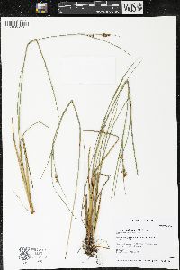 Cladium mariscoides image