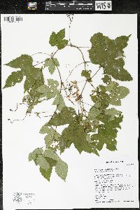 Ampelopsis heterophylla image