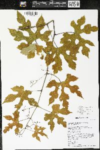 Ampelopsis heterophylla image