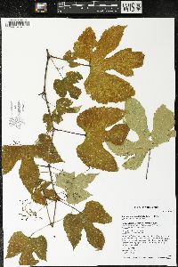 Ampelopsis heterophylla image