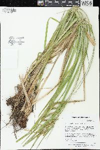 Carex crinita var. crinita image
