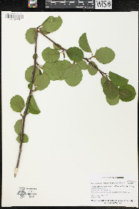 Alnus glutinosa image