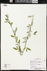 Elaeagnus umbellata image