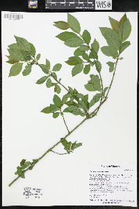 Euonymus europaeus image