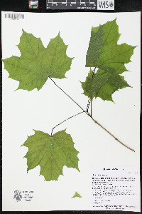 Acer platanoides image