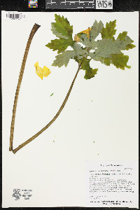 Stylophorum diphyllum image