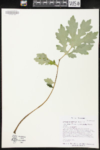 Stylophorum diphyllum image