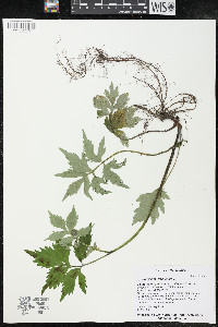 Hydrophyllum virginianum image