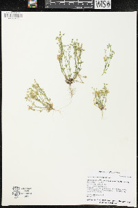 Cerastium semidecandrum image