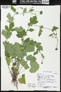 Geum urbanum image