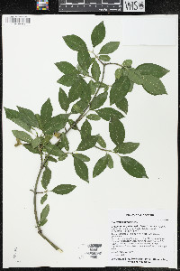 Euonymus europaeus image