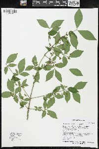 Euonymus alatus image