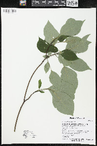 Cornus alternifolia image