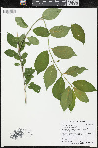 Euonymus europaeus image