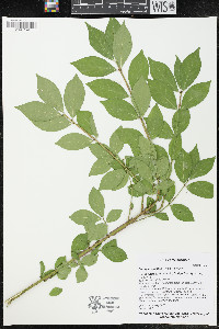 Euonymus alatus image