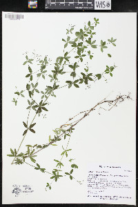 Galium obtusum image