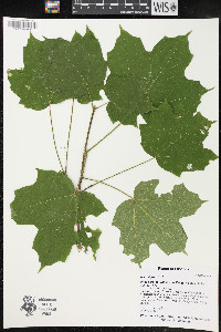 Acer nigrum image