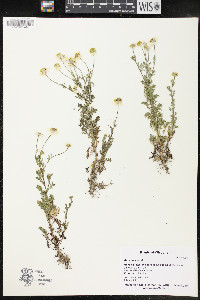 Anthemis cotula image