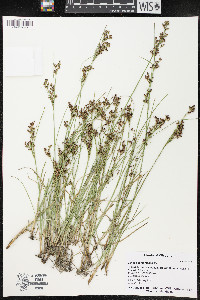 Juncus compressus image