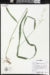 Elymus hystrix image