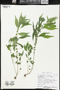 Parietaria pensylvanica image