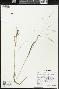 Festuca subverticillata image