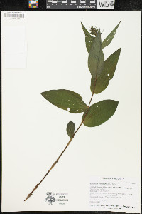 Epipactis helleborine image