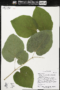 Aralia racemosa image